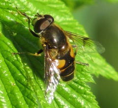 Eristalis horticola