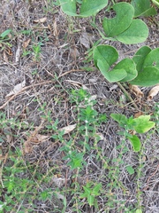 Hexasepalum apiculatum