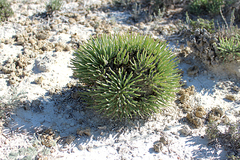 Anabasis cretacea