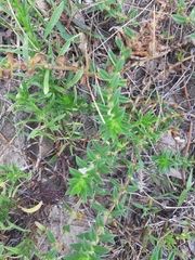 Hexasepalum apiculatum