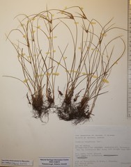 Cyperus houghtonii