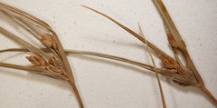 Cyperus houghtonii