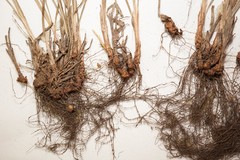 Cyperus houghtonii