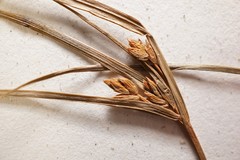 Cyperus houghtonii