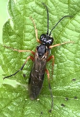 Tenthredo atra