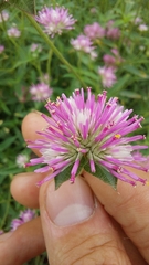 Gomphrena pulchella