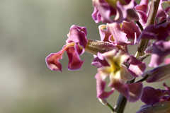 Matthiola tatarica