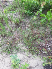 Microstachys corniculata