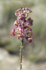 Matthiola tatarica