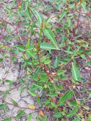 Microstachys corniculata