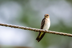 Stelgidopteryx ruficollis