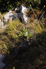 Hermas villosa