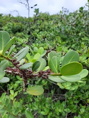 Myrsine parvifolia