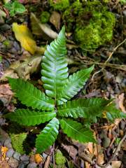 Tectaria heracleifolia