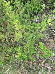 Baccharis microdonta