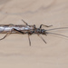Winter Stoneflies - Photo (c) Patrick Hanly, some rights reserved (CC BY), uploaded by Patrick Hanly