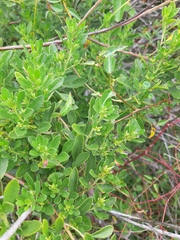 Baccharis microdonta