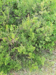 Baccharis microdonta