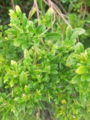Baccharis microdonta