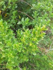 Baccharis microdonta