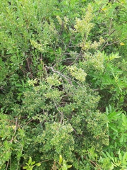 Baccharis microdonta