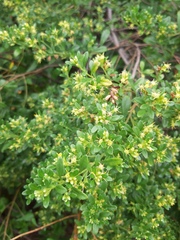 Baccharis microdonta