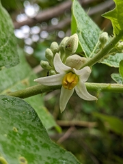 Solanum stramoniifolium