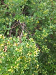 Baccharis microdonta