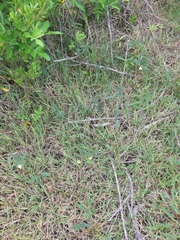 Chamaecrista flexuosa