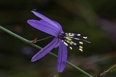 Caesia contorta