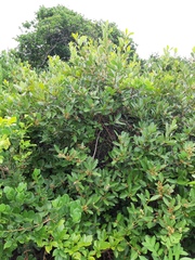 Ocotea pulchella