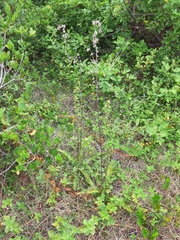 Elephantopus angustifolius