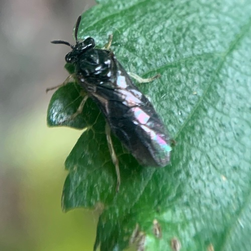 Elm Zigzag Sawfly, Amsterdam, Oude Haagseweg, photo 3 of 10