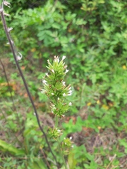 Elephantopus angustifolius