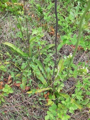 Elephantopus angustifolius