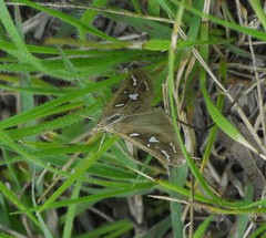 Diastictis
