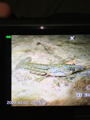 Procambarus virginalis