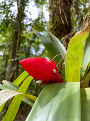 Guzmania desautelsii image