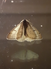 Theria rupicapraria