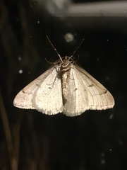 Theria rupicapraria