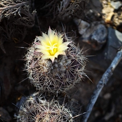 Coryphantha durangensis