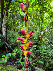 Heliconia pogonantha