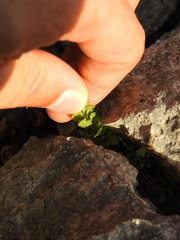 Asplenium petrarchae