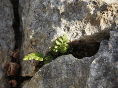 Asplenium petrarchae