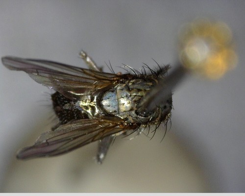 iNaturalist observation photo of Calyptrate Flies