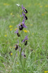 Ophrys × neocamusii