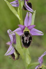 Ophrys × neocamusii