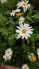 Argyranthemum broussonetii image