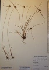 Cyperus lupulinus macilentus