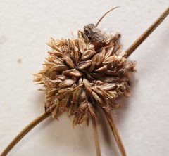 Cyperus lupulinus macilentus
